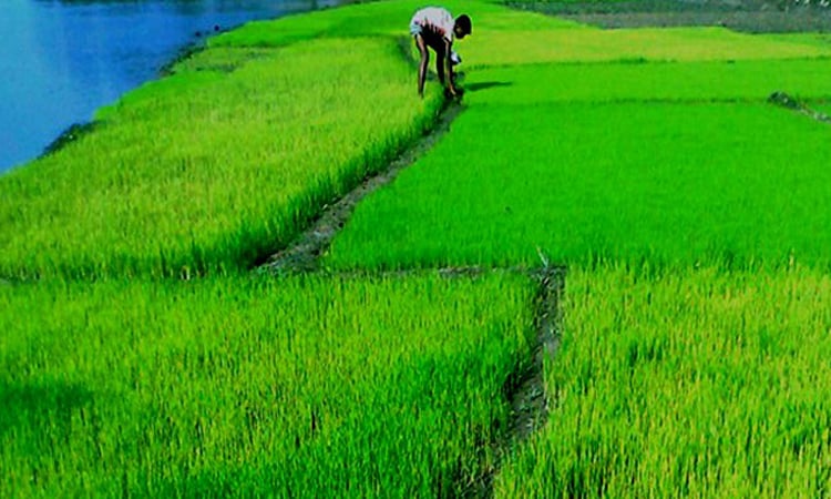 Boro harvesting going on in full swing in Manikganj
