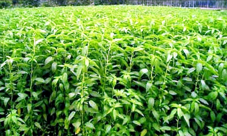 Farmers expecting bumper jute production in Rangpur region