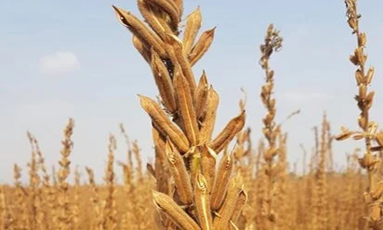 Sesame cultivation exceeds target in Manikganj