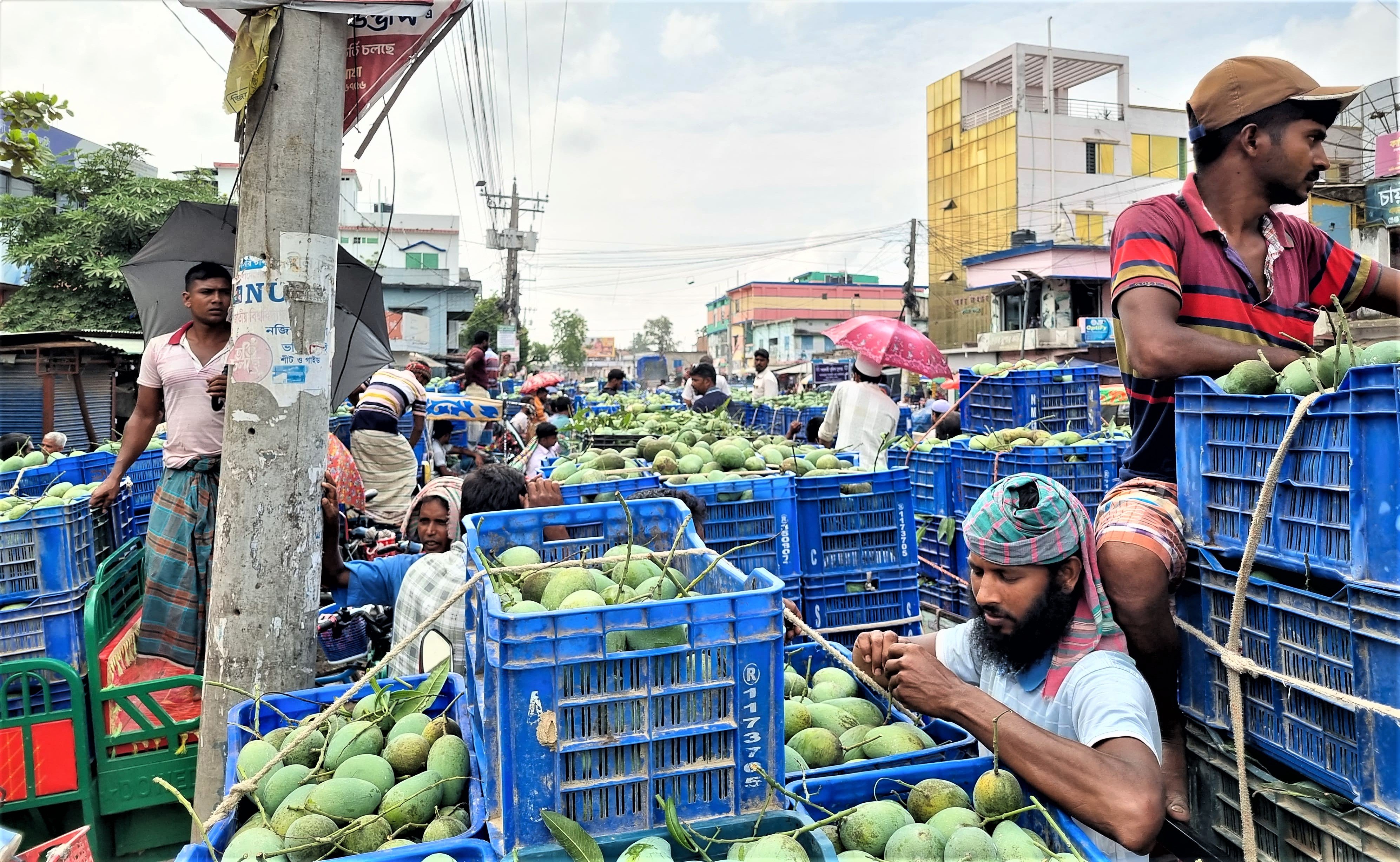 Mango business gains momentum in Naogaon