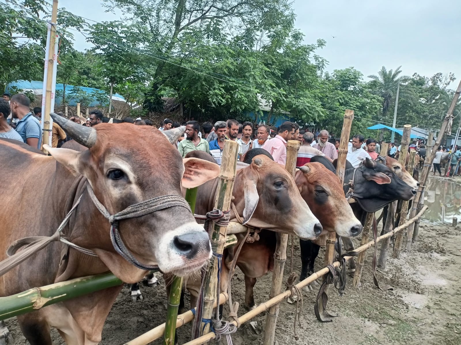 Over 8 lakh animals sacrificed in Khulna during Eid-ul-Azha