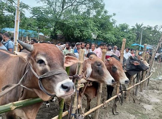 Over 8 lakh animals sacrificed in Khulna during Eid-ul-Azha