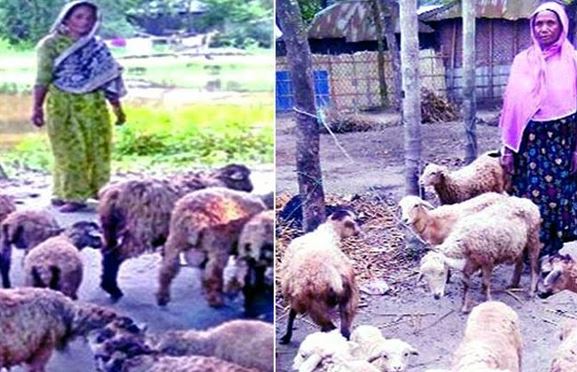 Rural women empowering themselves thru' sheep rearing