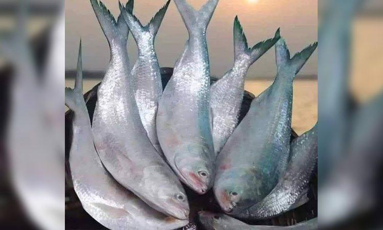 Local administration to fix price of hilsa in southern districts
