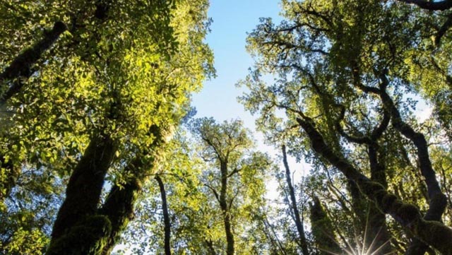New Zealand native forests may be huge carbon sink