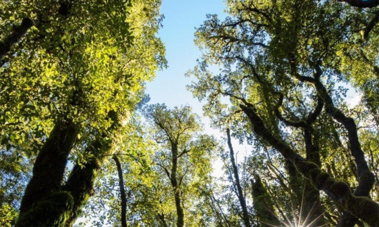 New Zealand native forests may be huge carbon sink