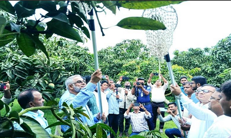 'Haribhanga' mango harvest begins with high business expectations