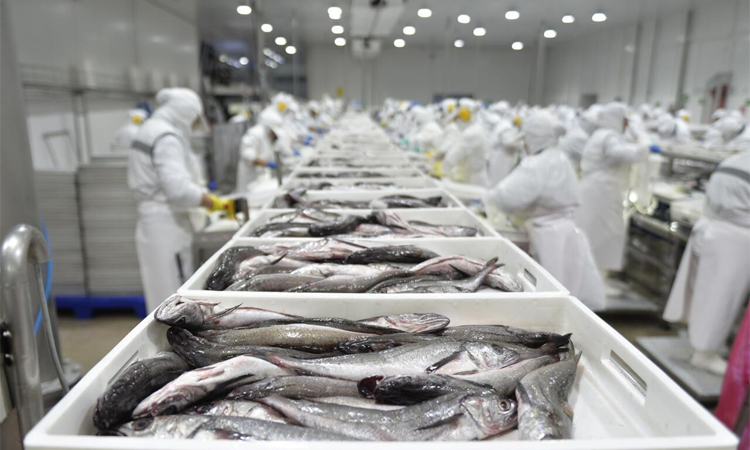 Chile ups hake catch limits for small-scale fishermen