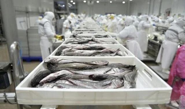 Chile ups hake catch limits for small-scale fishermen