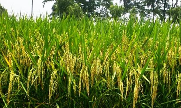 BRRI develops 3 new rice varieties