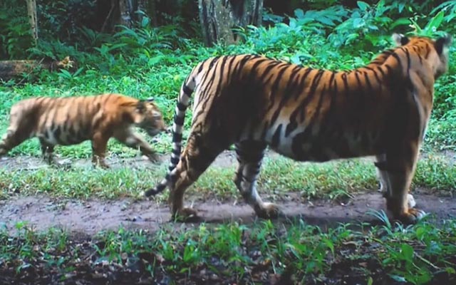 Thailand credits prey releases for 'extraordinary' tiger recovery