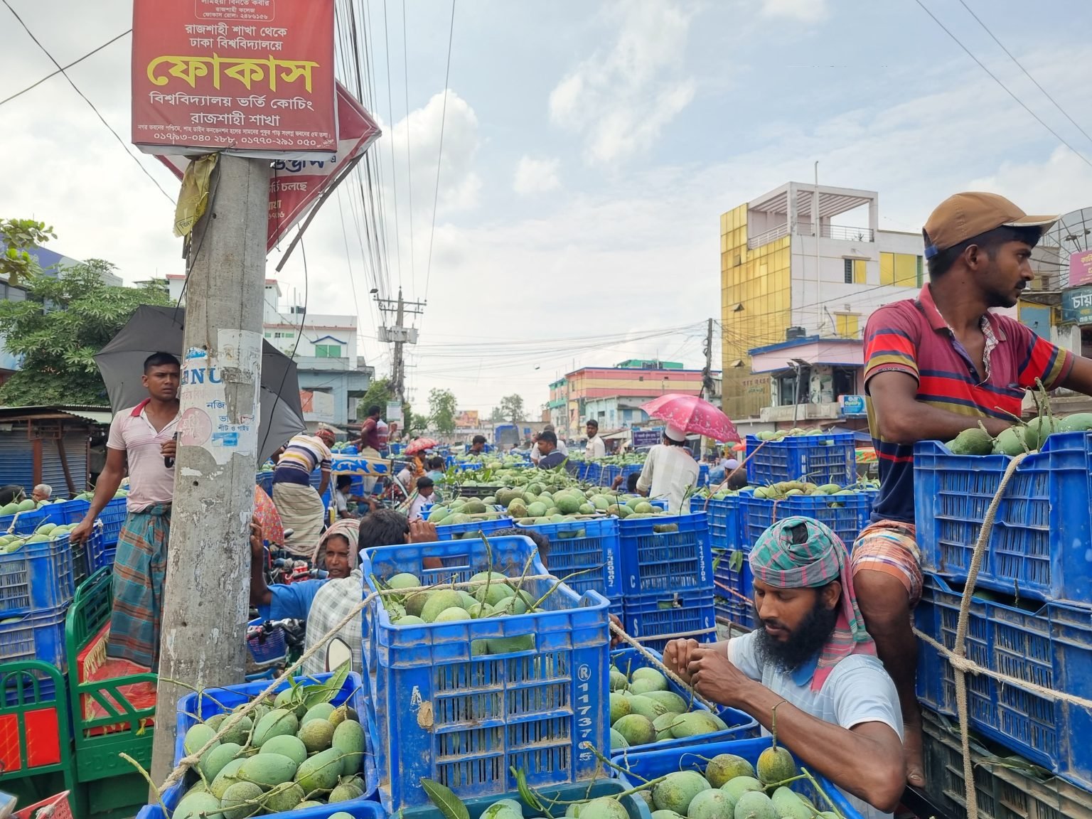 Mango business vibrates local economy in Rajshahi region Post-Eid