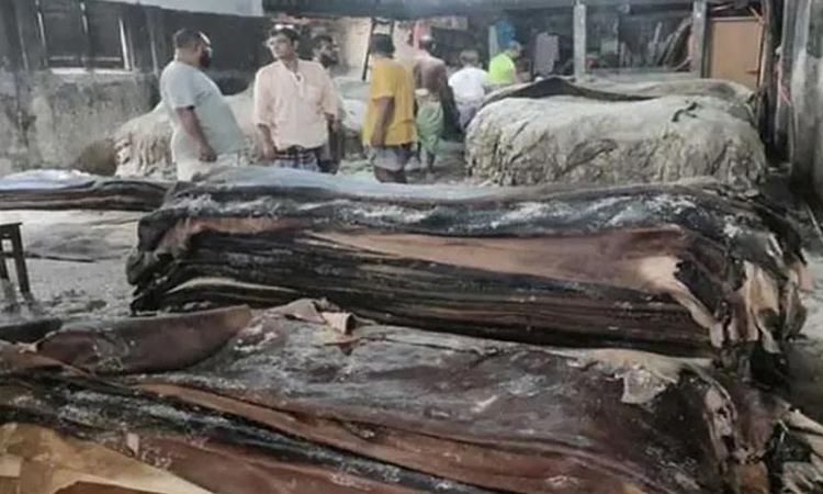 Salted rawhides sale begins in Ctg
