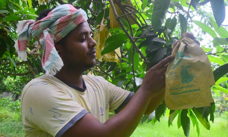 Fruit bagging method benefits mango growers, traders in Rajshahi