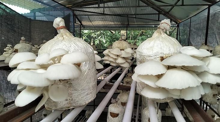 Mushroom cultivation gaining popularity in Narail