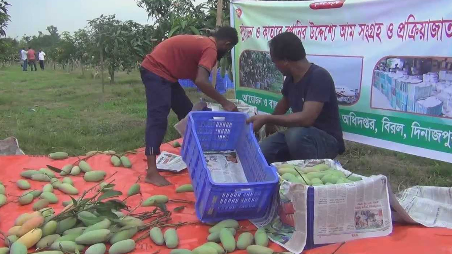 Dinajpur’s Banana mangoes make their way to Europe