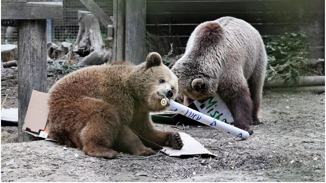 Bears get paws on the honey in UK wildlife park escape