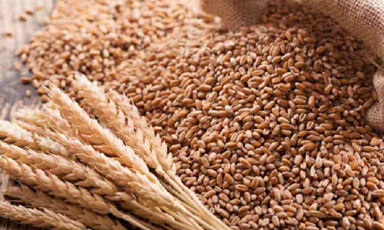 Govt to procure 50,000 MTs wheat