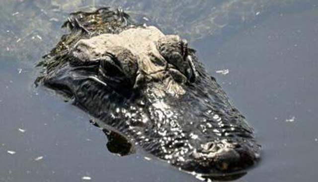 For some migrants in US, Florida's 'Alligator Alcatraz' awaits