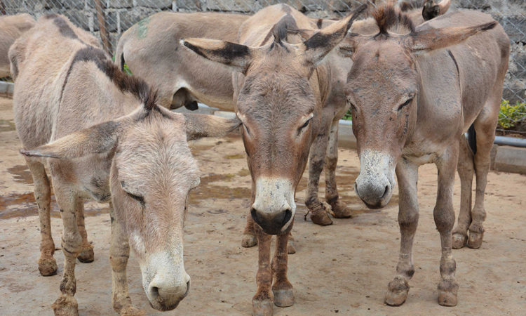Six million donkeys slaughtered for Chinese medicine: charity