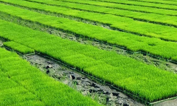 Rangpur region to produce 20-lakh tonnes of clean Aman rice
