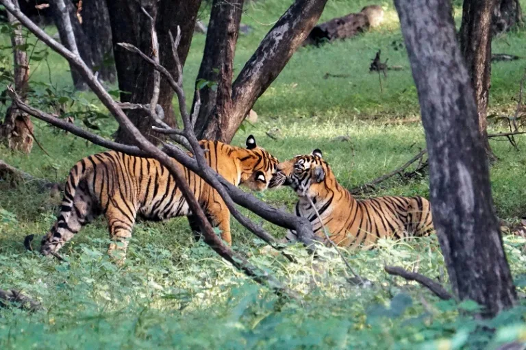 India investigates 'unnatural' death of five tigers