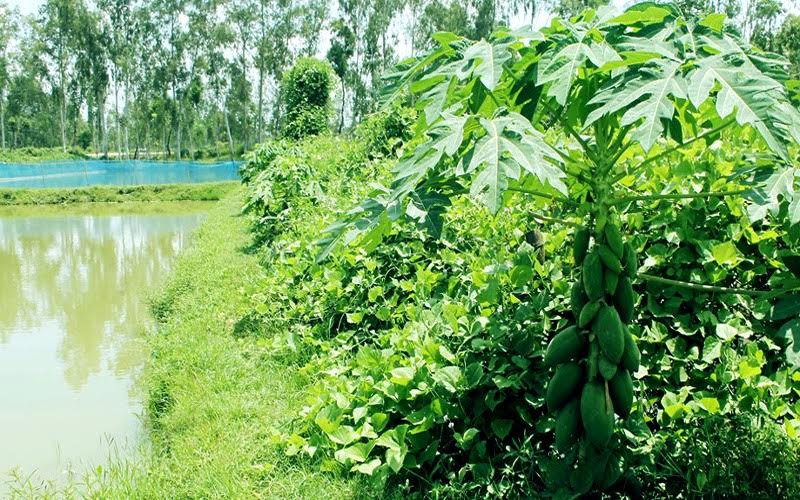 Integrated Fish-Vegetable Farming Changes Farmer's Fortune in Rangpur