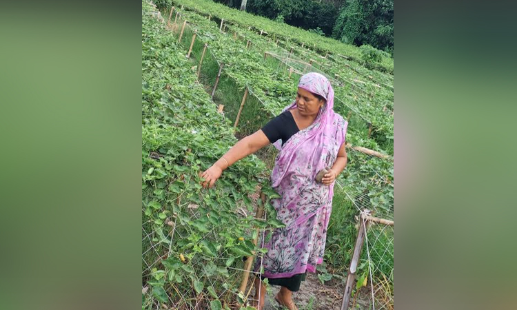 Widowed woman becomes self-reliant through vegetable farming in Khulna