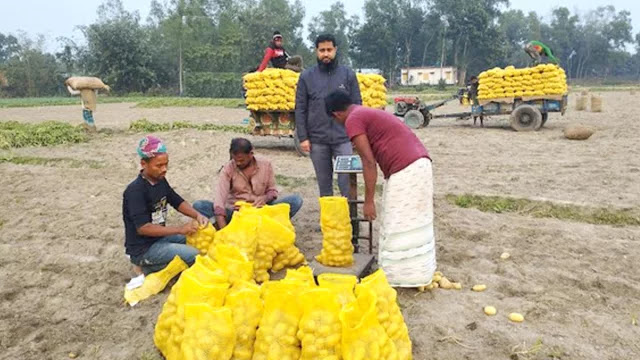 Potatoes of Dinajpur are being exported abroad 