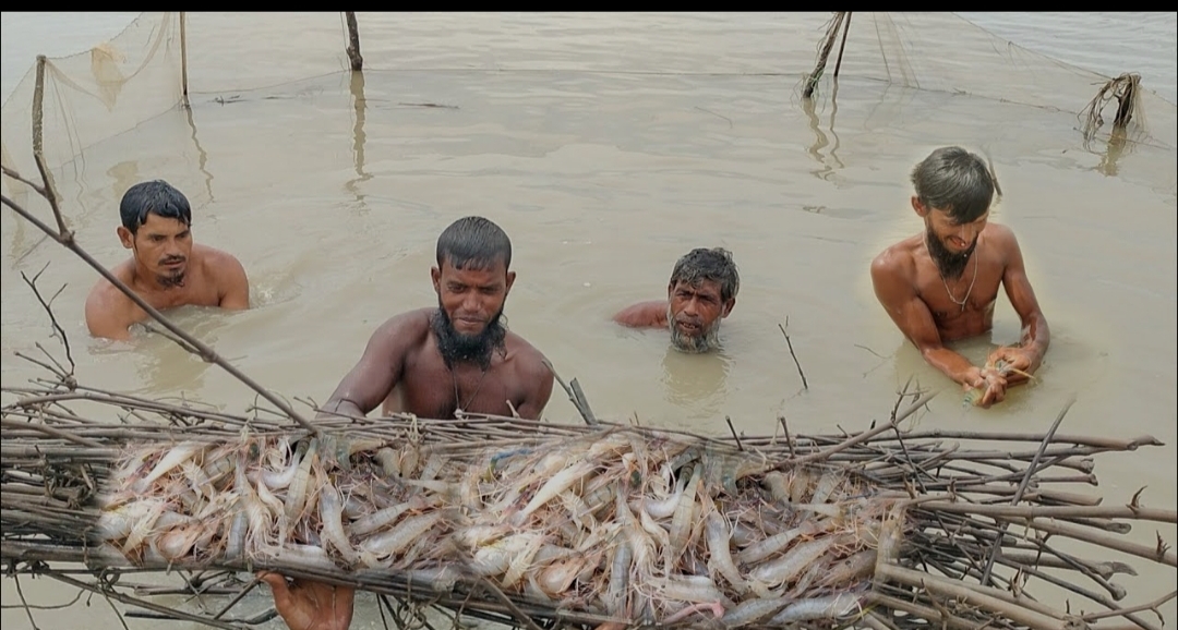 Cluster method gains popularity among Khulna shrimp farmers