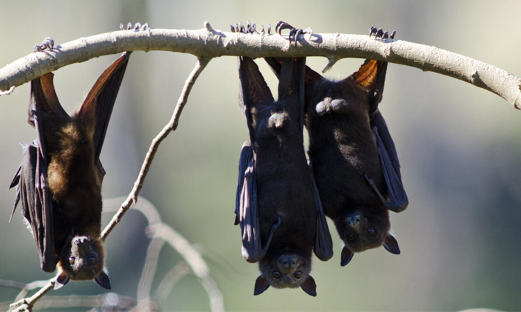 Australian man dies from 'extremely rare' bat bite virus