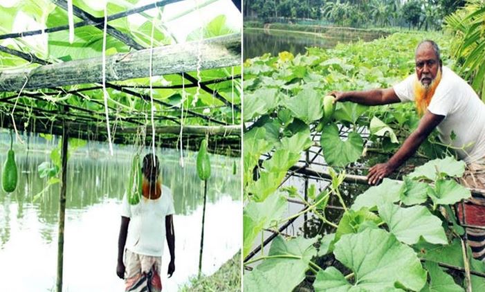 Pesticide-free vegetable farming becomes popular in Kawnia upazila