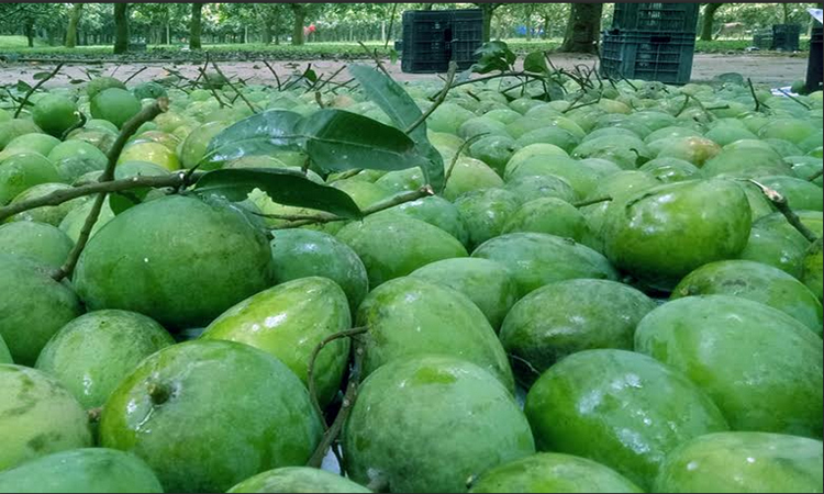 Tk 200cr 'Haribhanga' mango businesses likely in Rangpur 