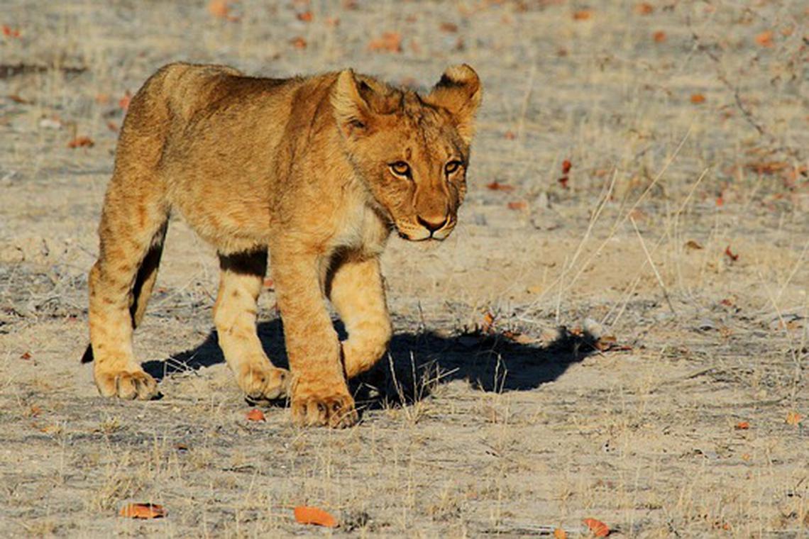 Escaped lion attacks woman and children in Pakistan street