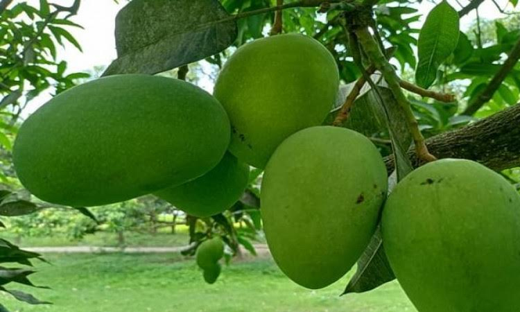 Mango, other fruits farming replacing paddy fields in Rajshahi