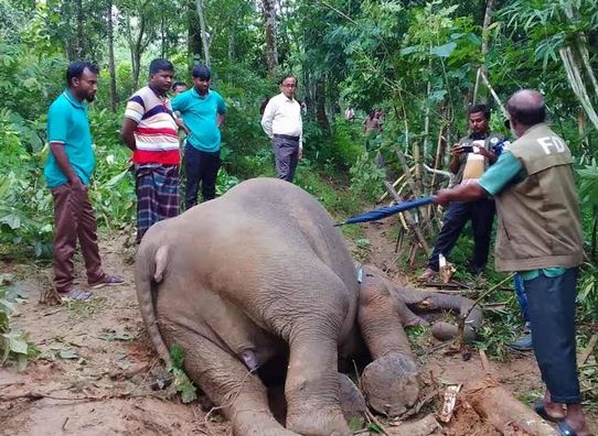 Wild elephant found dead in Sherpur