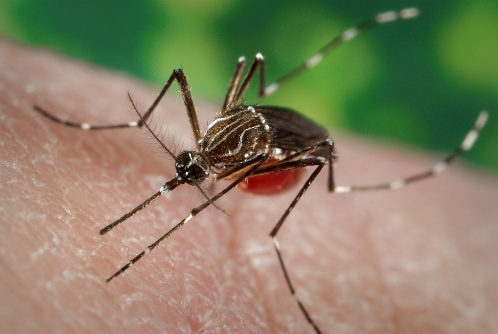 Three dengue patients die, 492 hospitalized in last 24hrs