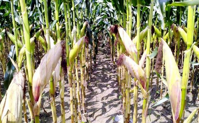 Bumper maize output likely in Kharif-1 season in Rangpur region