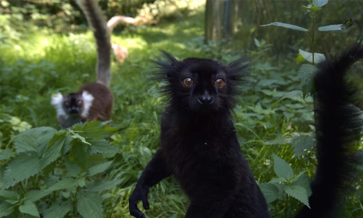 Alpha males are rare among our fellow primates: scientists