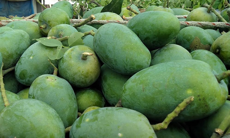 Fazly mango business experiencing a surge in Rajshahi 