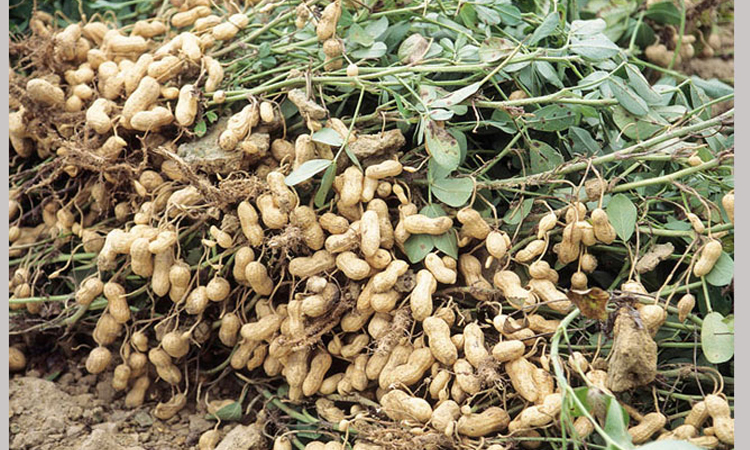 Bumper groundnut yield brings smiles to char farmers in Manikganj