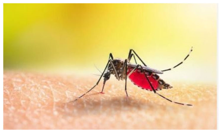 Health officials report 337 fresh cases of dengue inflection, 2 deaths overnight