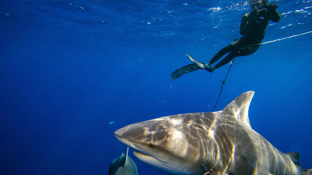 Bull sharks linger in warming Sydney waters
