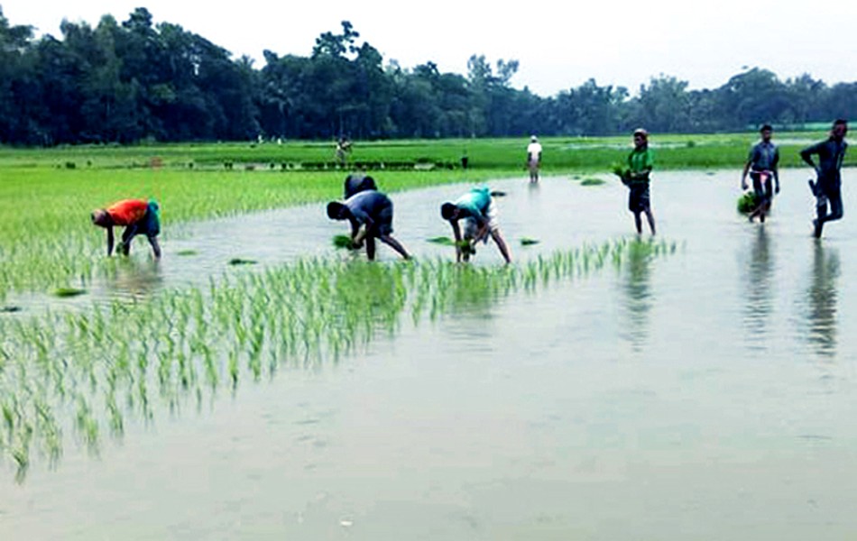 Aman rice seedling transplantation begins in Rangpur region