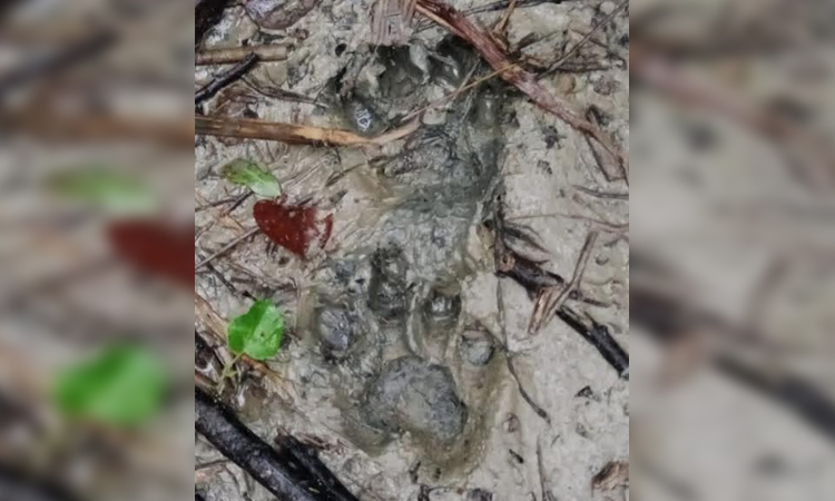 Tiger attack fears grip Sundarbans foresters
