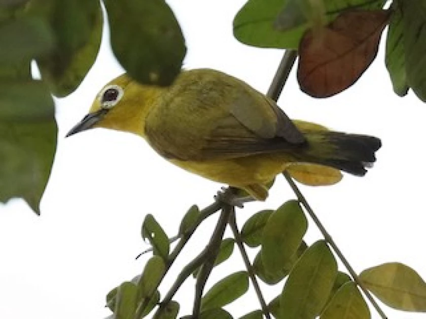 Indonesia foils attempt to smuggle 1,200 endangered birds