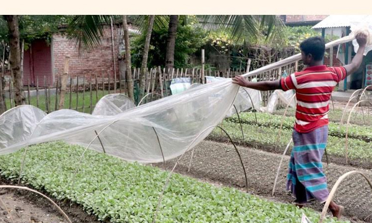 Nursery business becomes a lucrative venture in Rajshahi