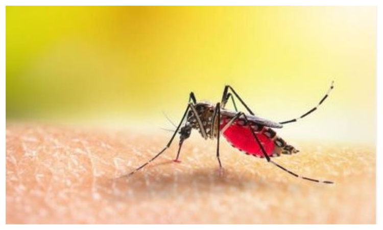 7 infected with dengue in Ctg