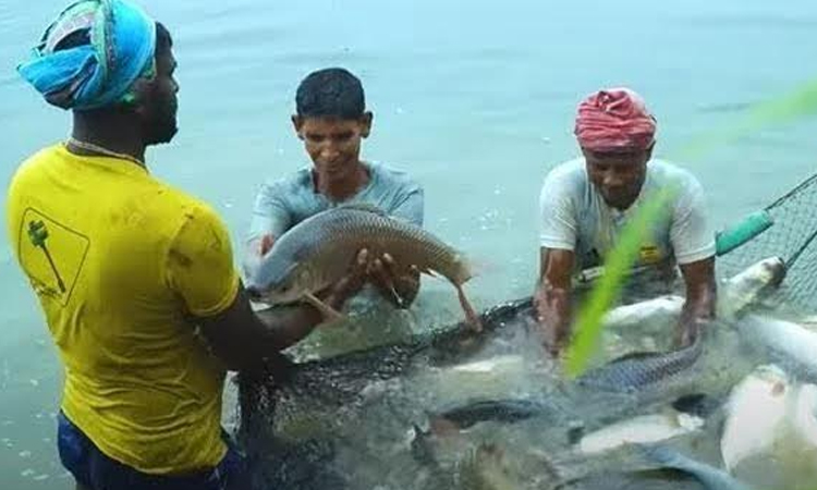 Commercial fish farming improves financial stability in Rajshahi