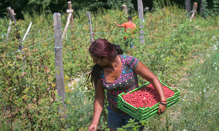 Drought-hit Serbian raspberry farmers fear 'catastrophic' future
